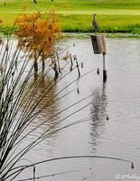 the Wetlands Wetlands