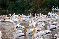 White Pelicans