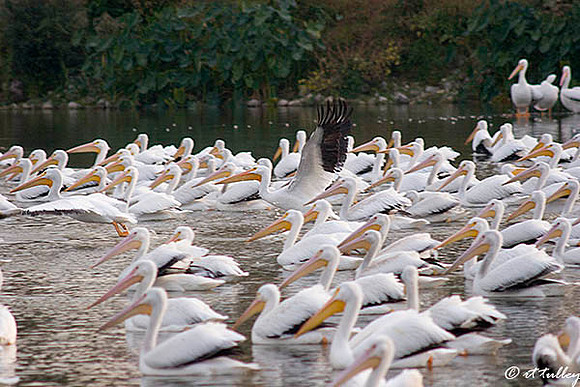 White Pelicans