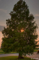 the Island Cypress Tree
