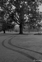 Oakwing GC #1 B/W