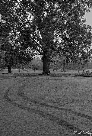 Oakwing GC #1 B/W