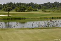the Wetlands #2