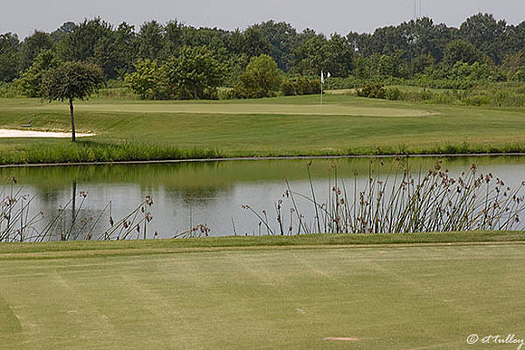 the Wetlands #2