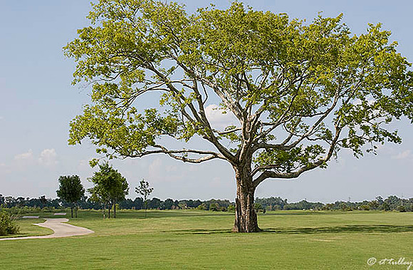 the Wetlands #14