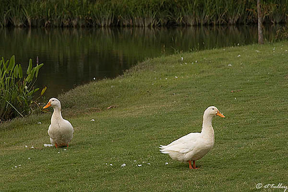 the Island Ducks