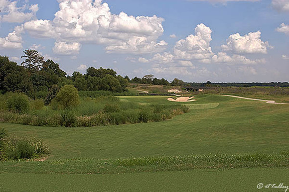 Black Bear GC #6