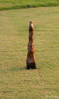 the Island Tee Marker