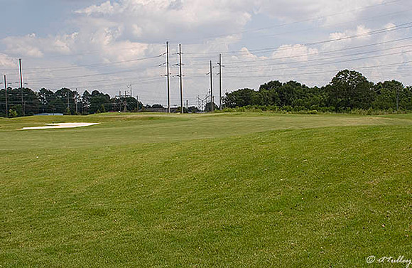 the Wetlands #6