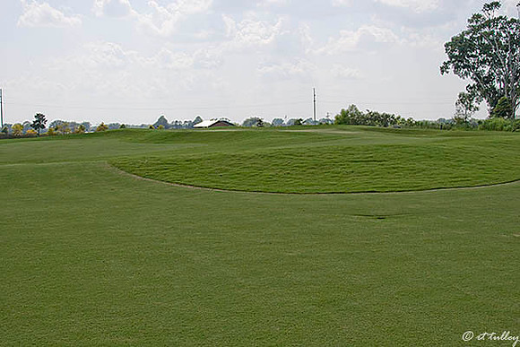 the Wetlands #10