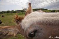 Donkey
