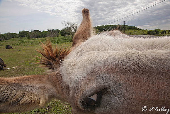 Donkey