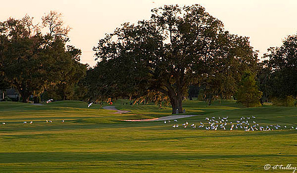 Audubon GC Birds near #18 tee