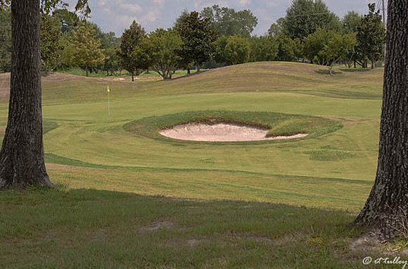 Olde Oaks Oak #3