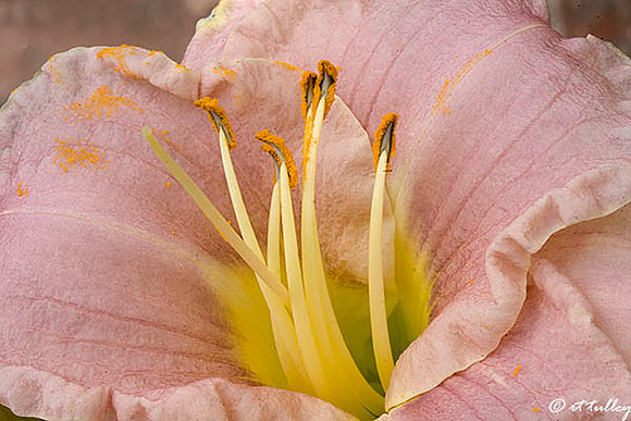 Daylily