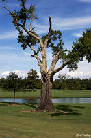 Audubon GC #2, Old Tree
