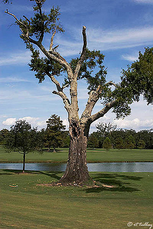 Audubon GC #2, Old Tree