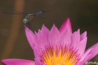 Dragonfly on Water Lily