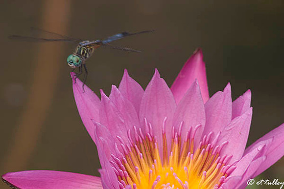 Dragonfly on Water Lily