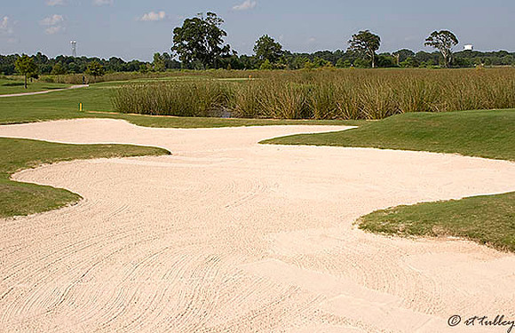 the Wetlands #16