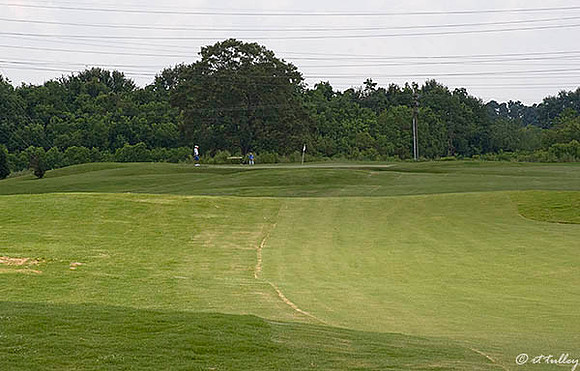 the Wetlands #6