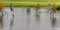 the Wetlands Wetlands