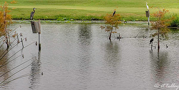the Wetlands Wetlands