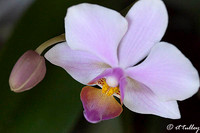 Orchid