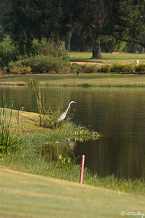 Oakwing GC #gret on #6