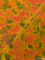 leaf