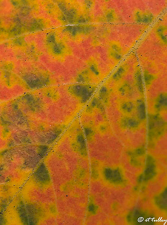 leaf