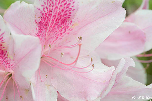 Azalea