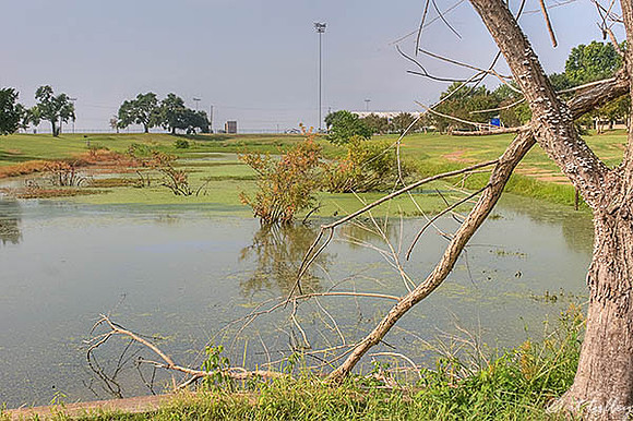 Oakwing GC #7