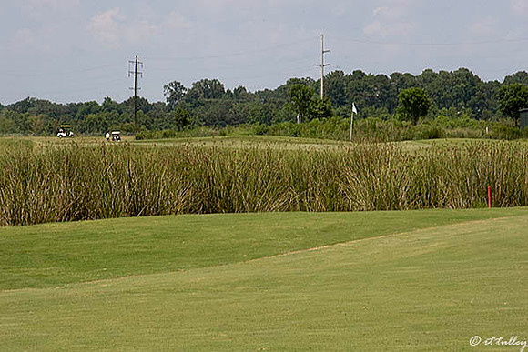 the Wetlands #5