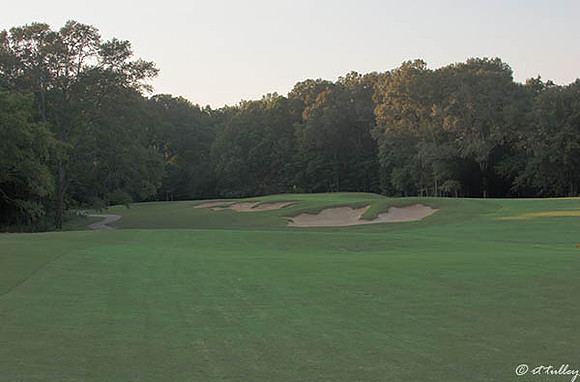 Black Bear GC #1