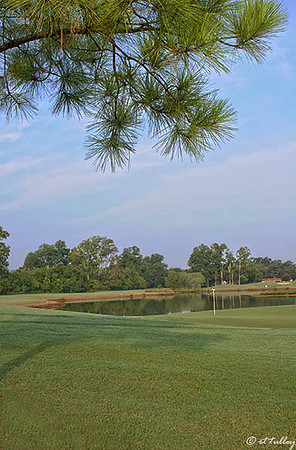 Oakwing GC #3