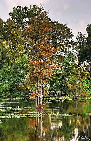 Oakwing GC Cypress Trees