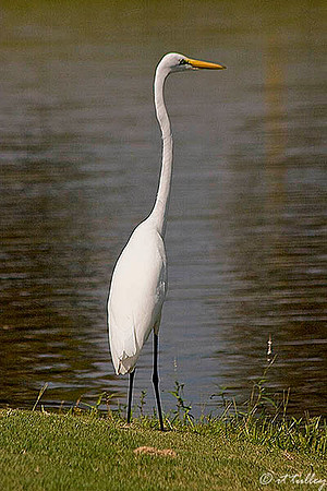 Olde Oaks Egret