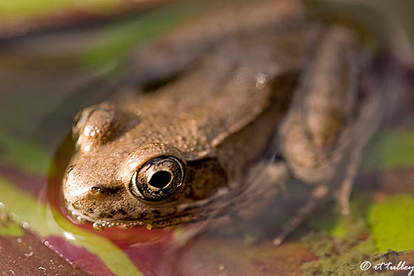 Cajun Chorus Frog