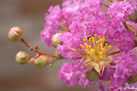 Crepe Myrtle