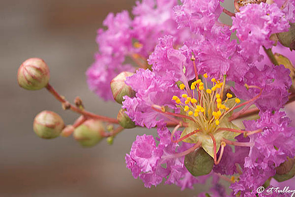 Crepe Myrtle