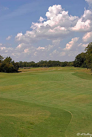 Black Bear GC #2