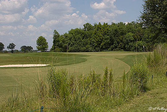 the Wetlands #4