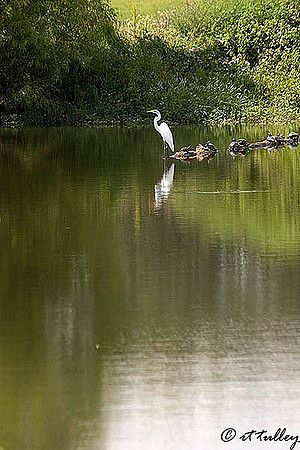 Black Bear GC Egret
