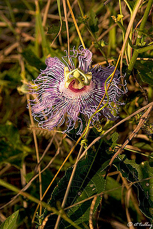 Black Bear GC Pasion Flower