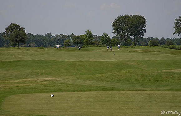 the Wetlands #7