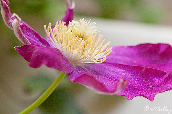 Clematis