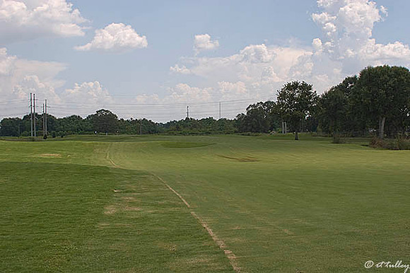 the Wetlands #6