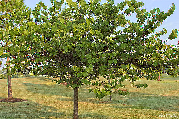Oakwing GC Trees at #2