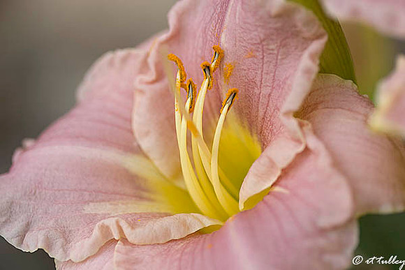 DayLily
